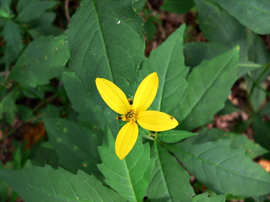 {Coreopsis latifolia}